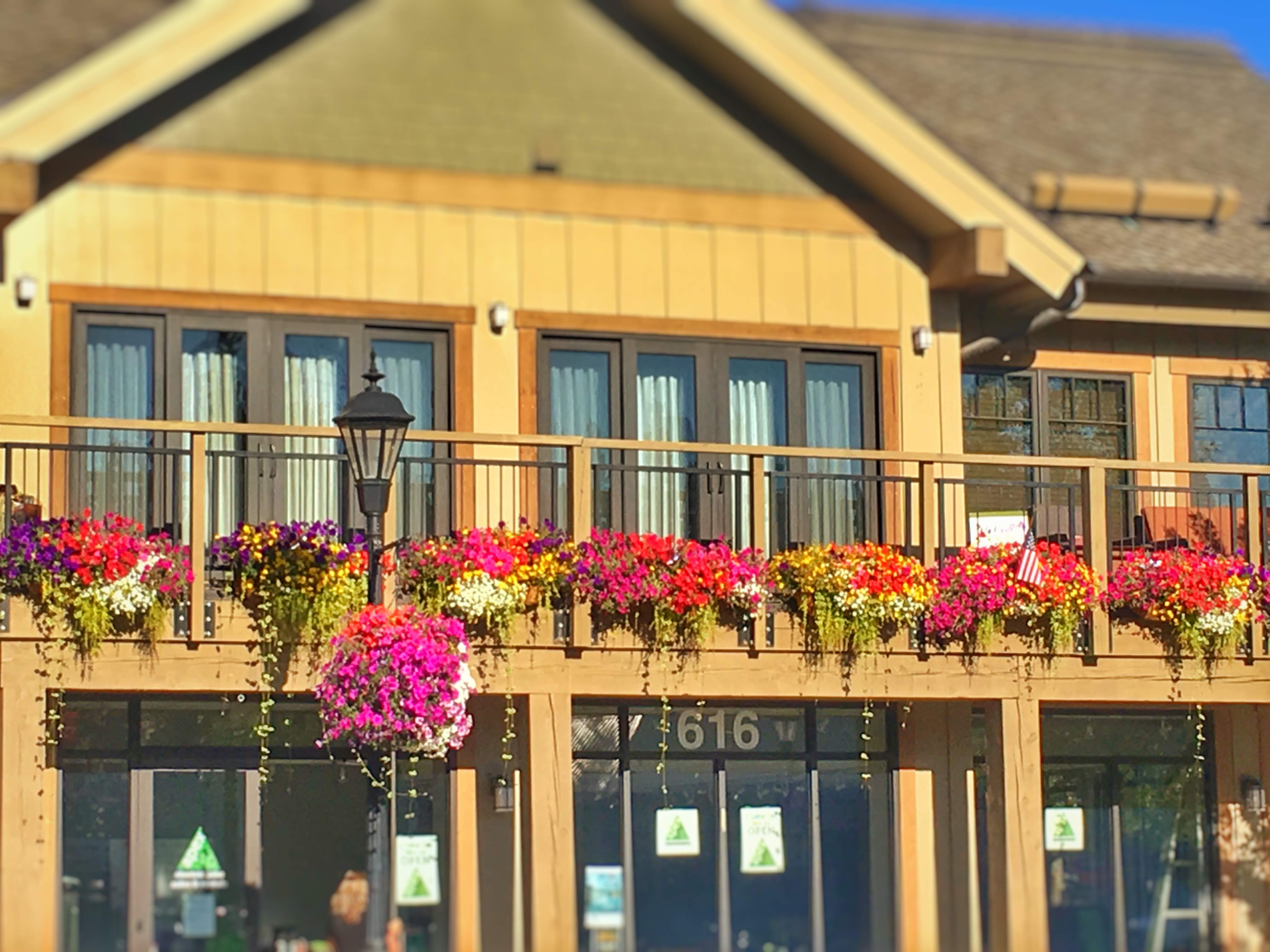 McCall In Bloom