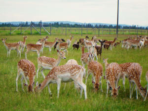 Black Pine Deer Farm 2