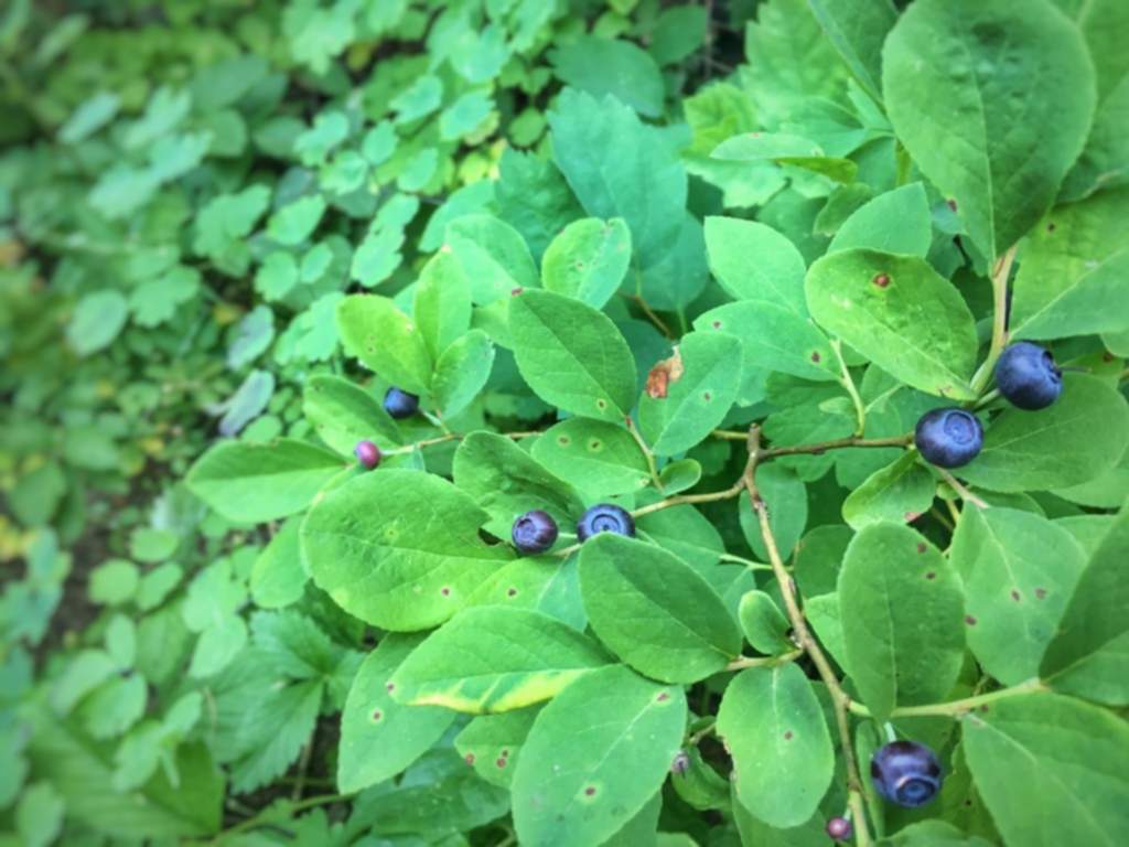 Huckleberry Picking (1)