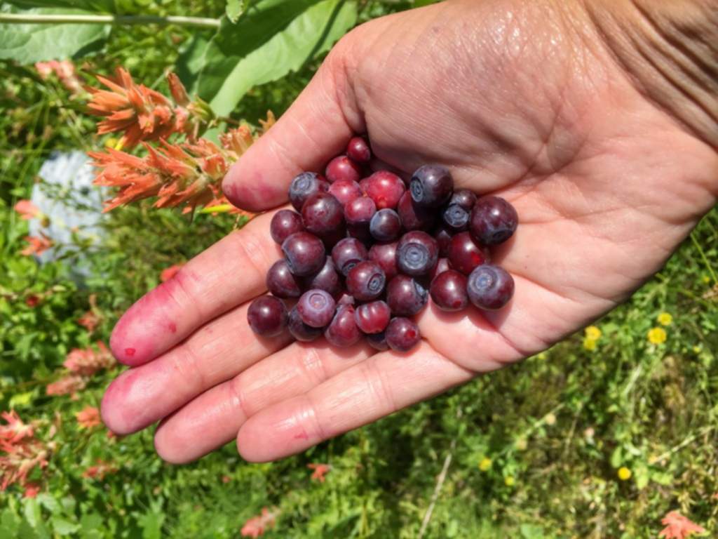 Huckleberry Picking (4)