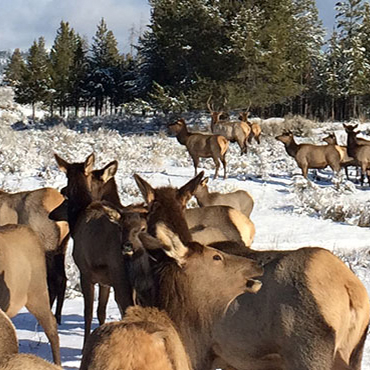 Wildlife - McCall Idaho, Let's Go!