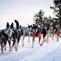 Olney Musher Returns to Idaho Sled Dog Challenge - Flathead Beacon