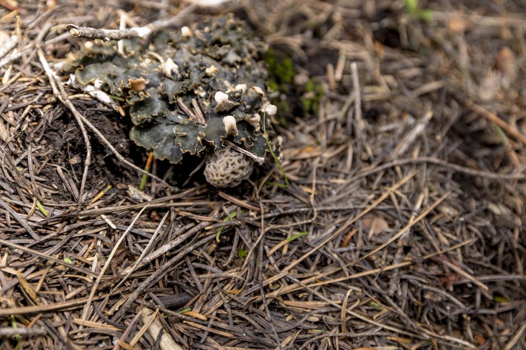 It's Morel Season McCall Idaho, Let's Go!