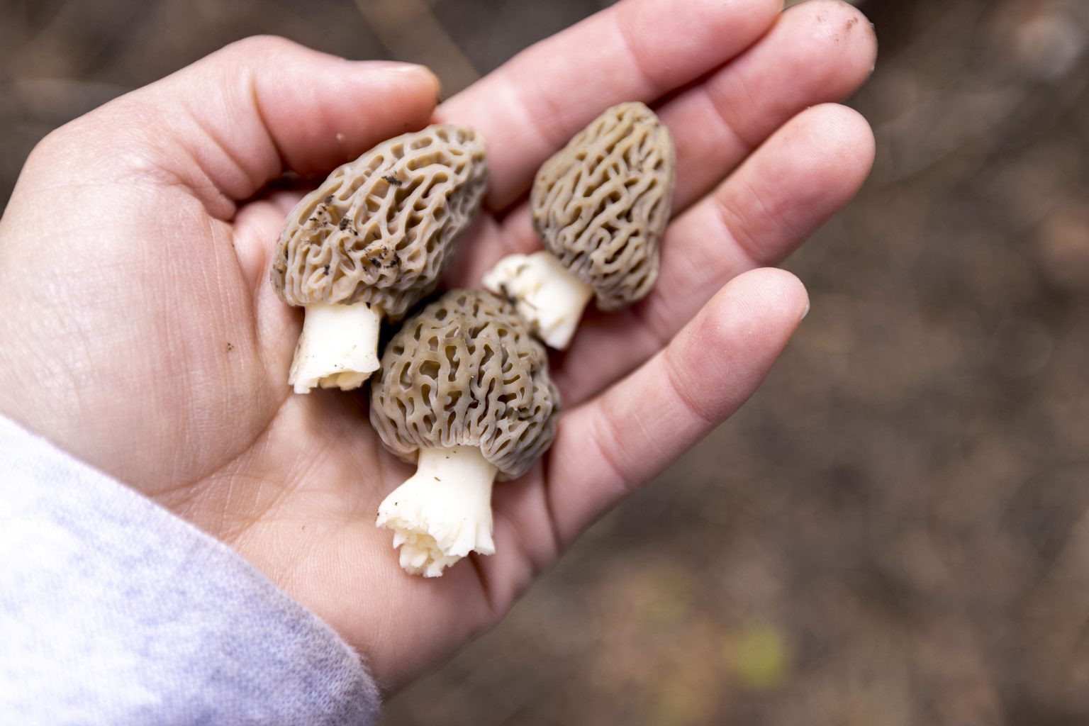 It's Morel Season McCall Idaho, Let's Go!