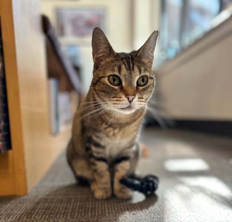Bookshop Cats Release Party with Indie