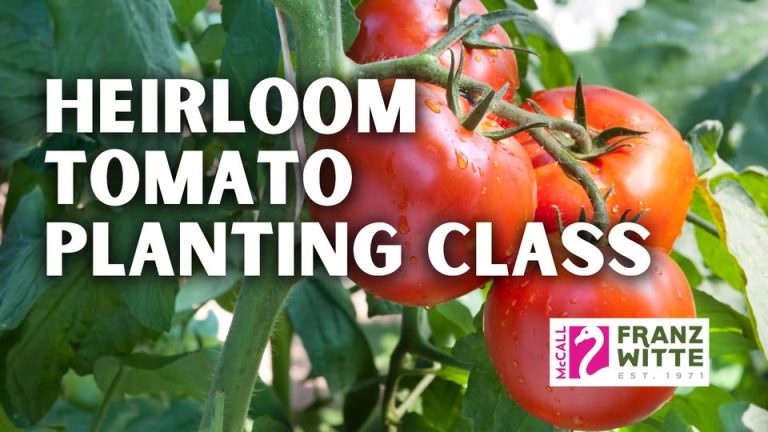 Heirloom Tomato Planting Class