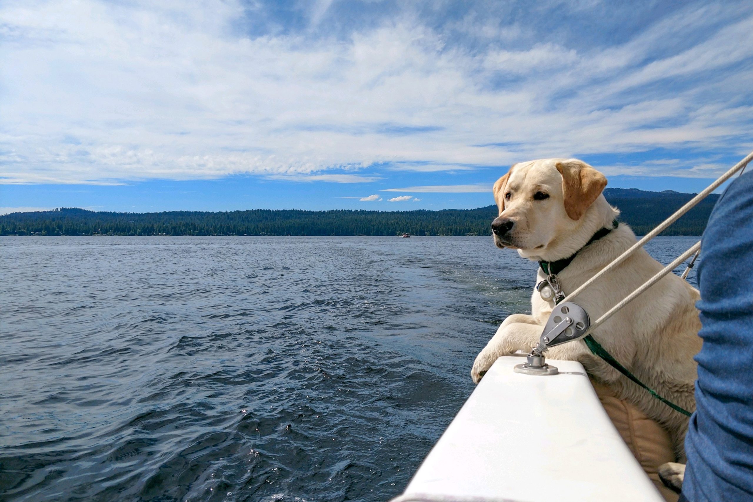 A Dog’s Guide to McCall